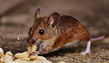 24 Hour & Emergency Exterminators in Hobgood, NC